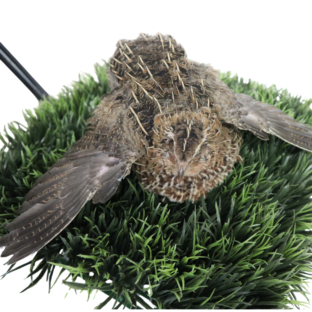 Jumbo Coturnix Quail Eggs Brown/Wild type for Hatching, Fertile Quail Eggs from Quality Monitored Flocks Birds Reach Jumbo Size Within 10 Weeks