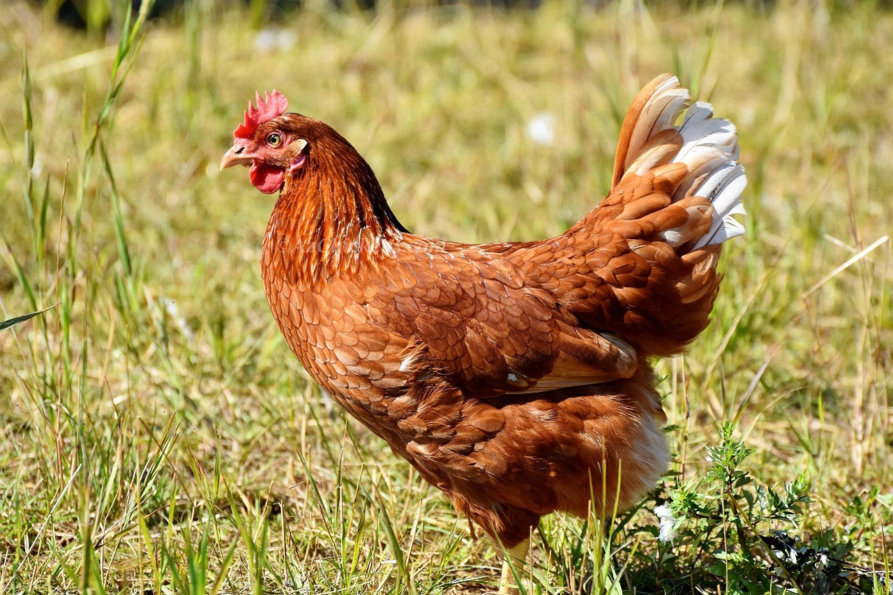 Golden Comet (ISA Brown / Red Sex-Link) Chicks – Buy 10 + 5 Bonus Free (15 All-Female, Shipping Included)