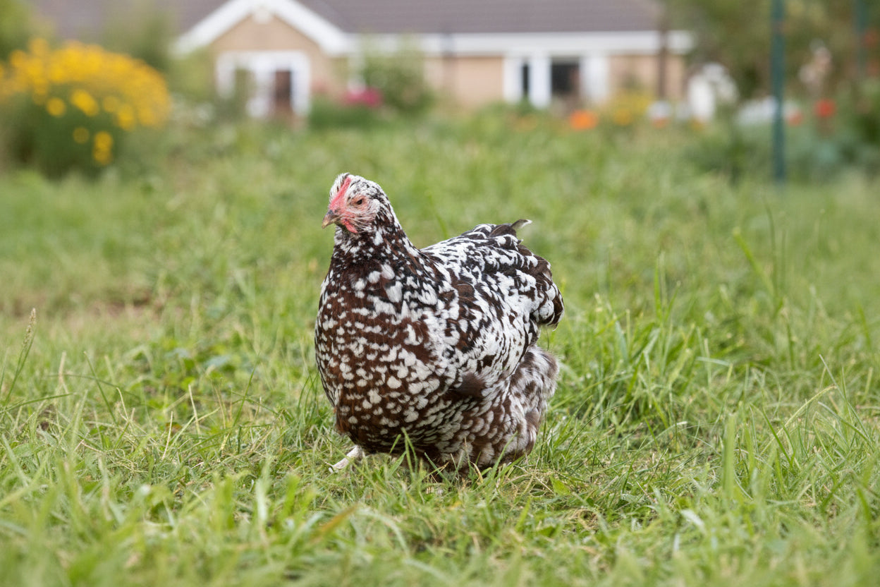 Blue Egg, Blue Laced & Speckled Trio – Buy 6 + 6 Bonus Free (12 Female Chicks, Shipping Included)