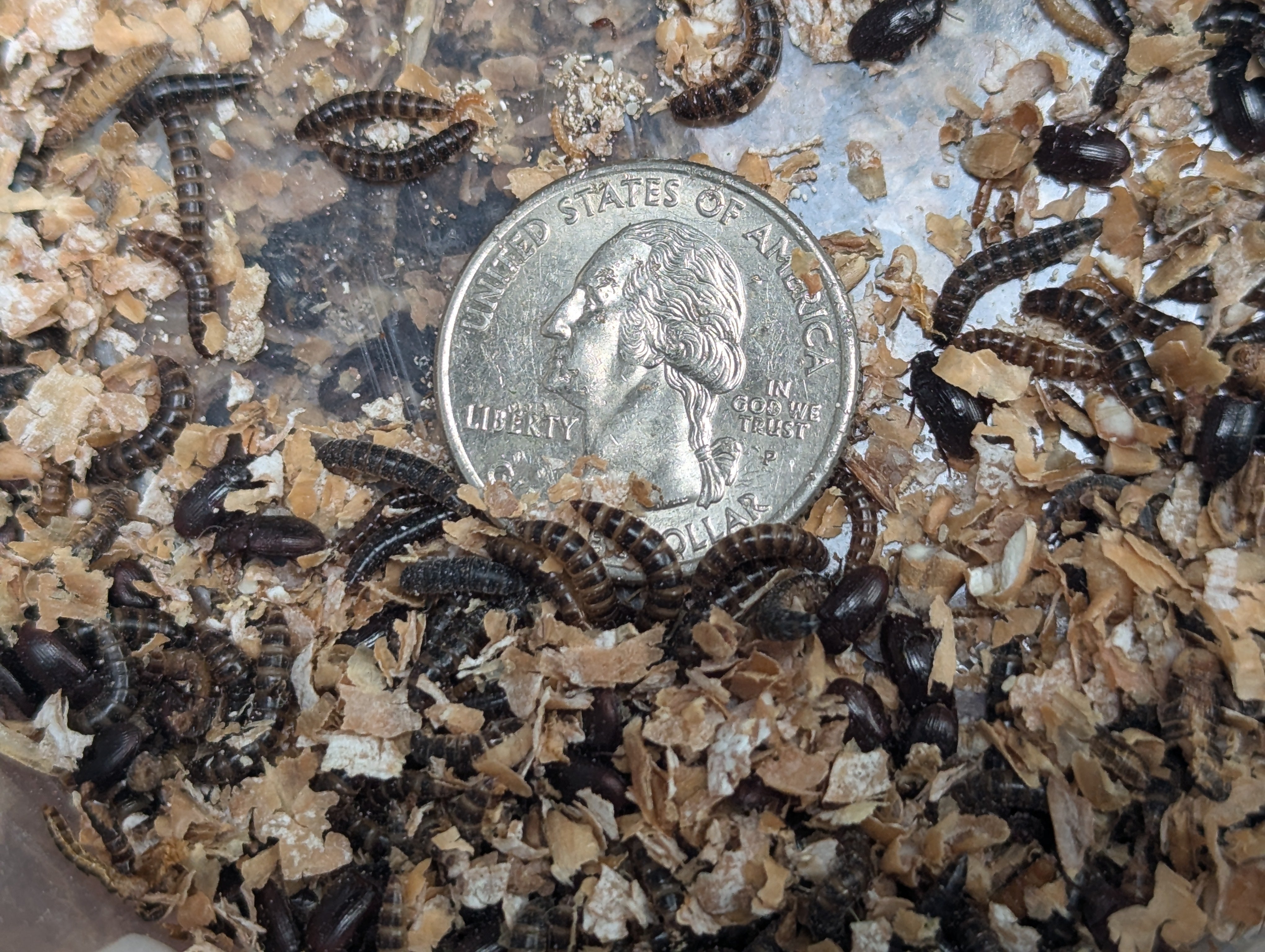 Live Organic Lesser / Buffalo Mealworms