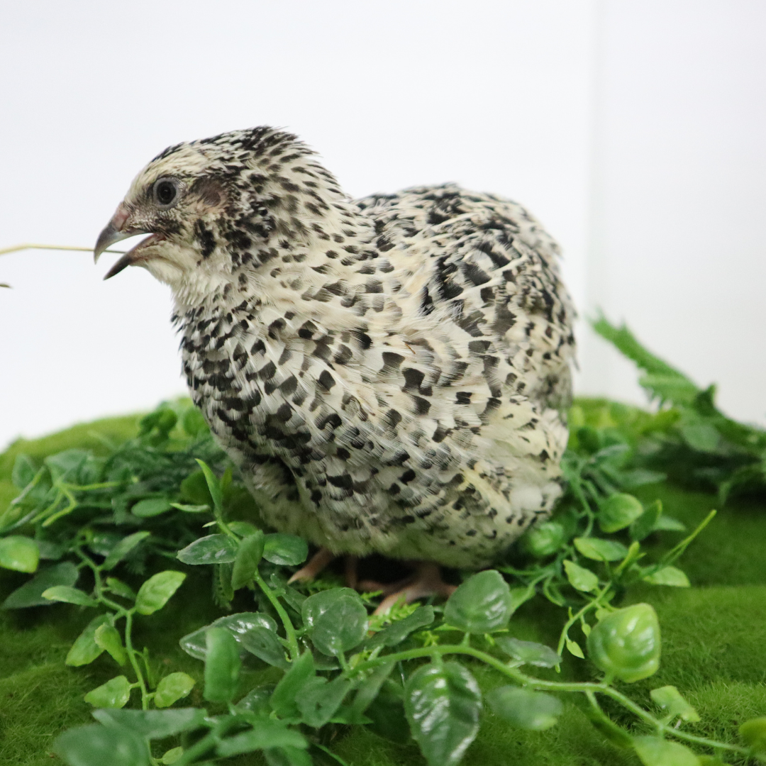 Pearl Pansy Quail Hatching Eggs – Fertile Coturnix Eggs for Incubation