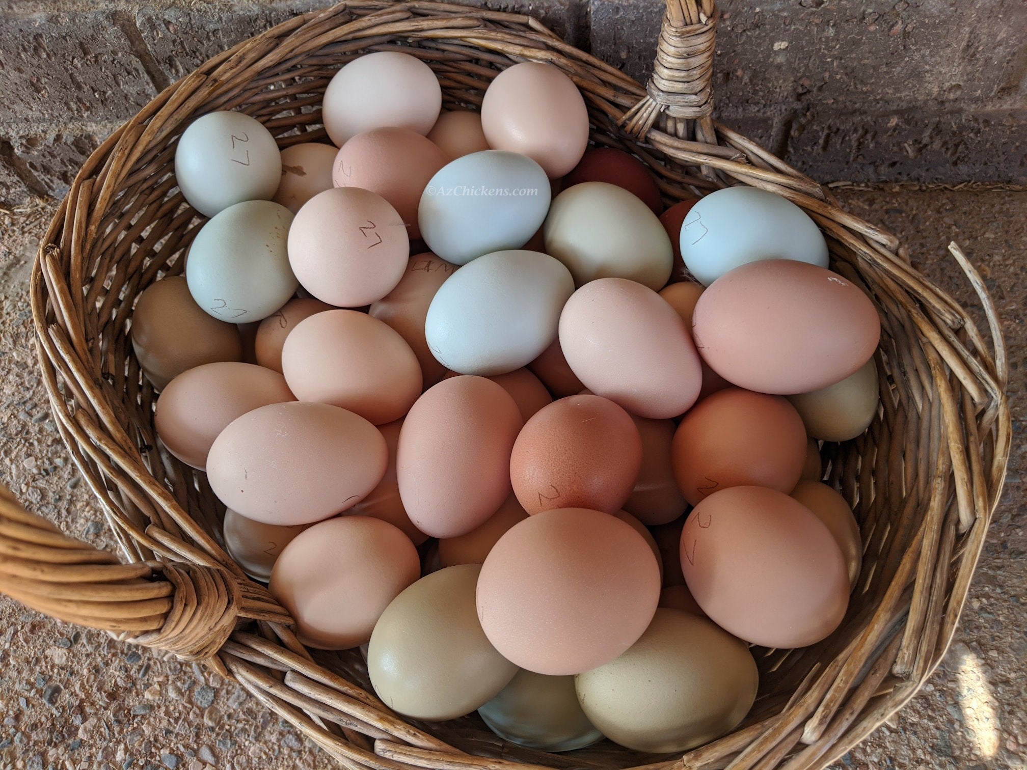 Easter Egger Chicks – Buy 10 + 5 Bonus Free (15 All-Female, Shipping Included)