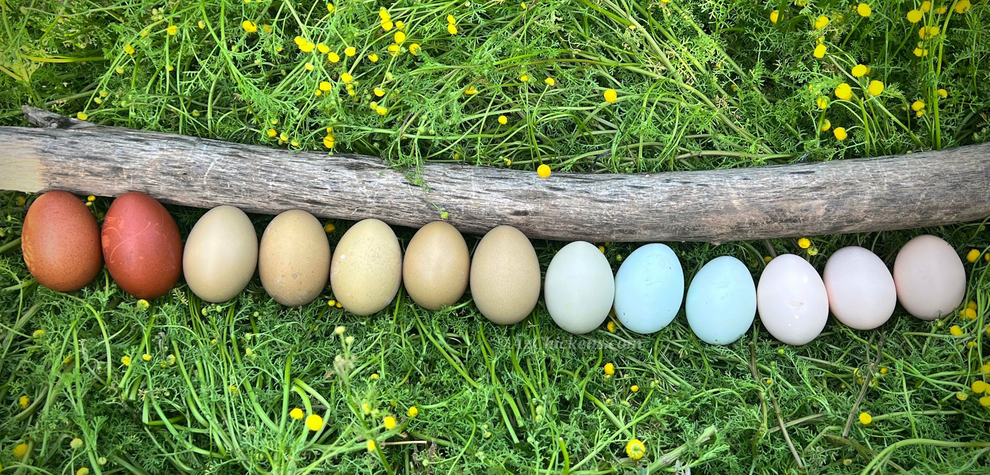 Rainbow Egg Assortment – Buy 10 + 5 Bonus Free (15 St. Run Chicks, Shipping Included)