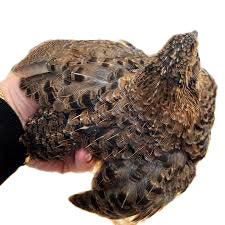 Fertile Quail Eggs – Choose Your Variety