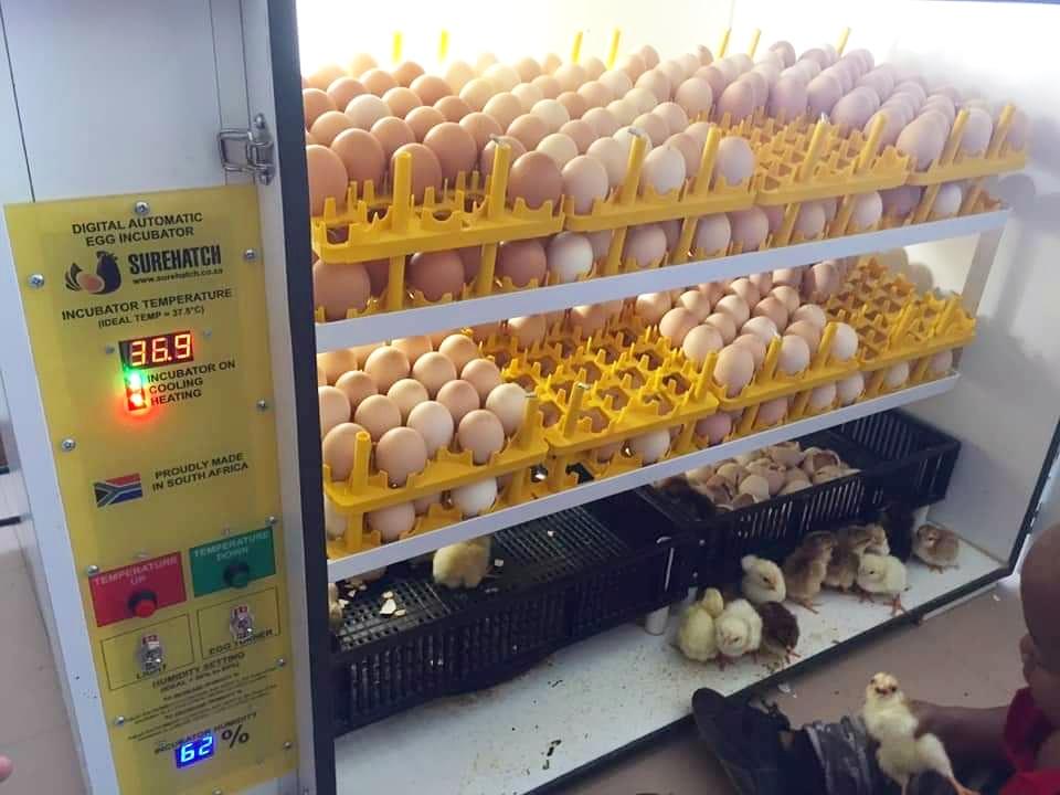 SH680 Automatic Digital Egg Incubator and Hatcher for 680 eggs