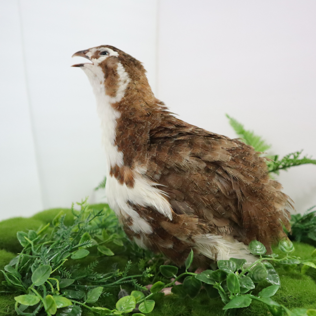 Celadon Coturnix Quail Hatching Eggs