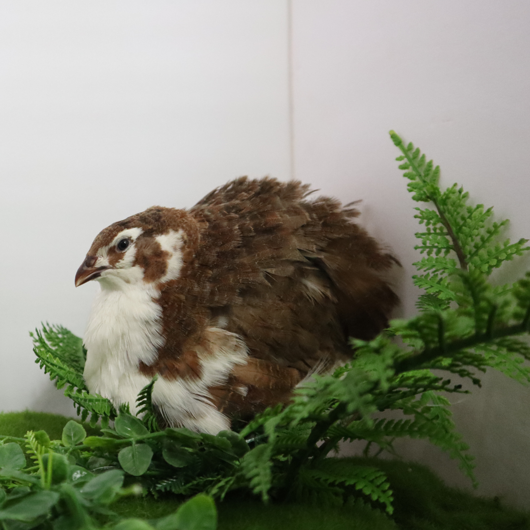 Celadon Coturnix Quail Hatching Eggs