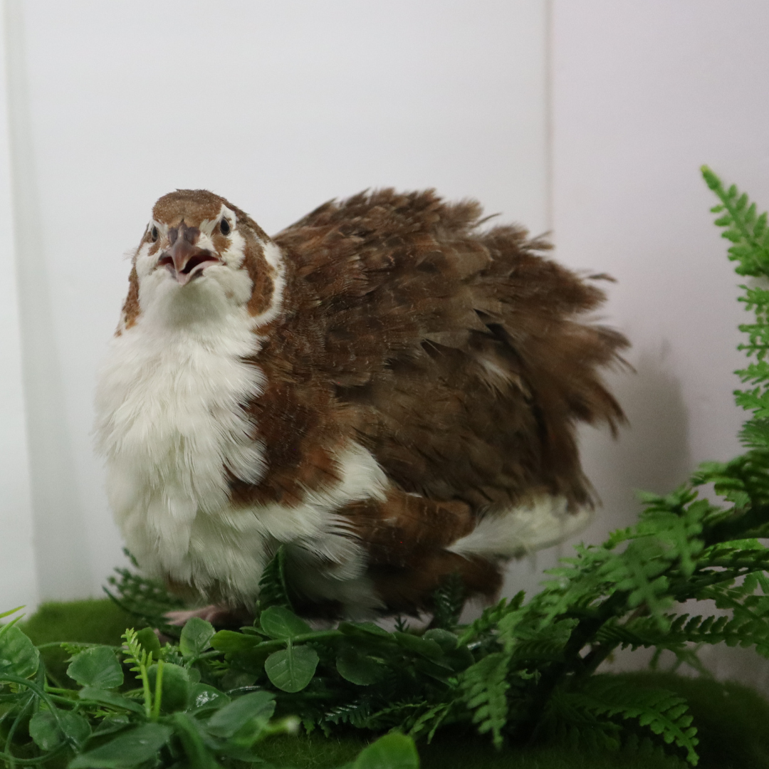 Celadon Coturnix Quail Hatching Eggs