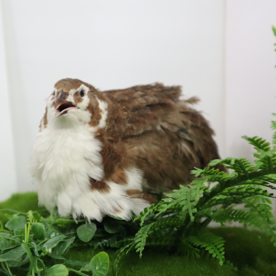 Celadon Coturnix Quail Hatching Eggs