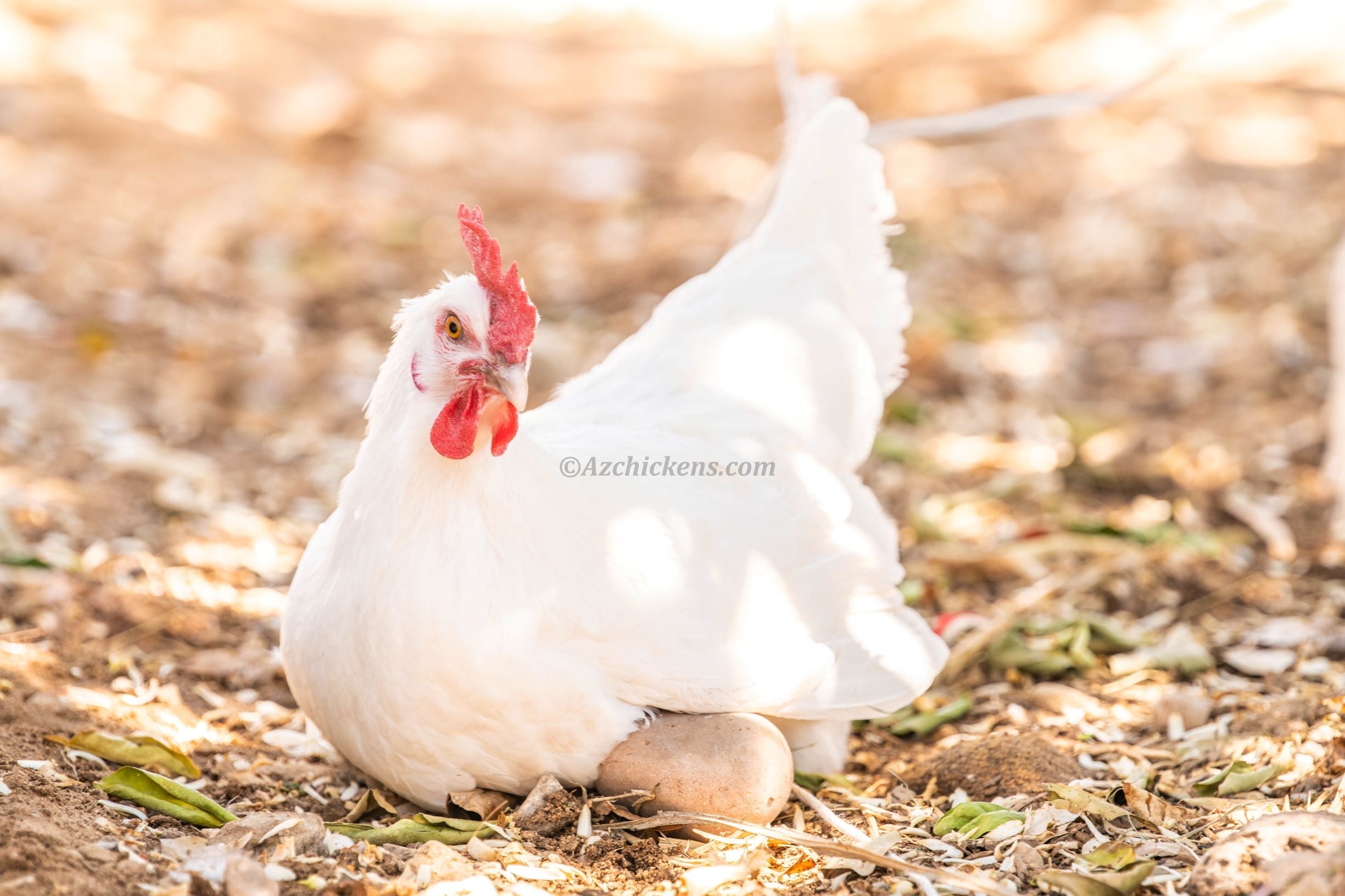 White American Bresse Chicks - Buy 10 + 5 Bonus Free (Unsexed, Shipping Included)