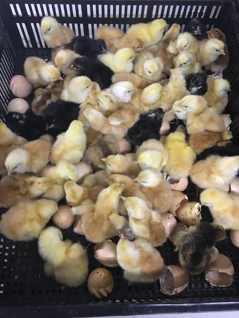 2000 Egg Hatcher - Automatic Digital Model SH2000H