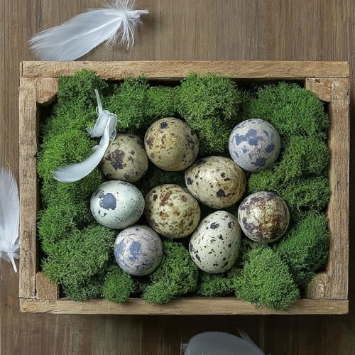 Coturnix Quail Fertile Hatching Eggs, 12 Count, Carefully Sourced and Selected for Quality, Ideal for Incubation and Sustainable Egg Hatching from Family Farms and Hatcheries picked daily fresh