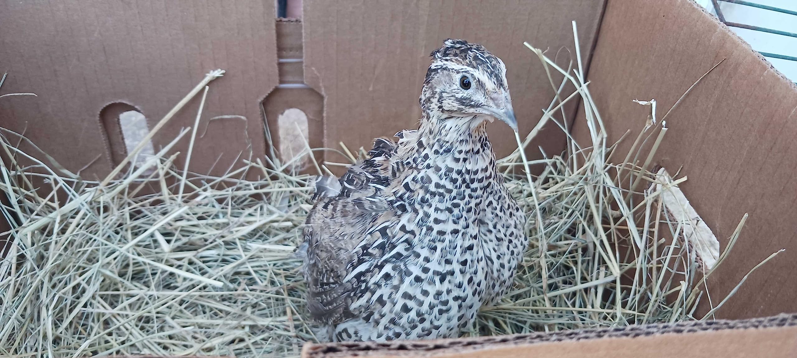 Falb-Fee Quail Hatching Eggs