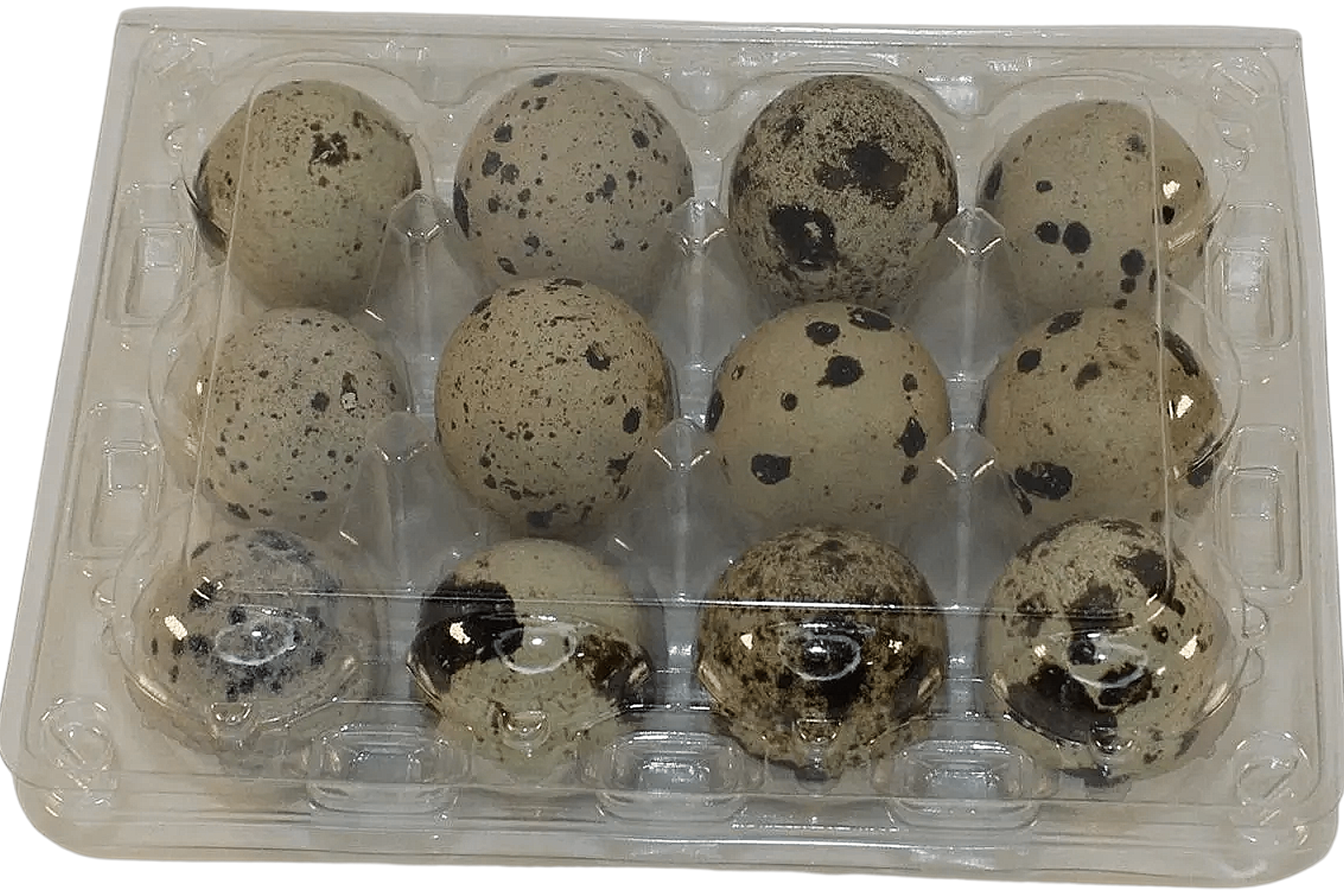 12-cell Large Jumbo Quail/Pigeon Egg Cartons (3x4)