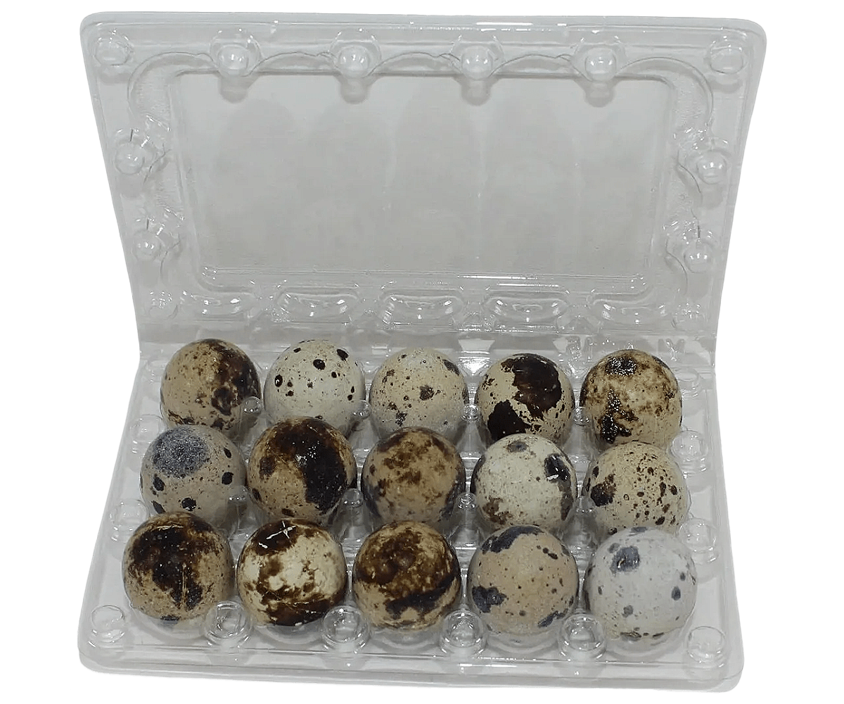 15-cell Jumbo Quail Egg Cartons (3x5)