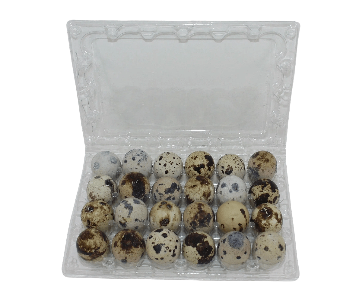 24-cell Jumbo Quail Egg Cartons (4x6)