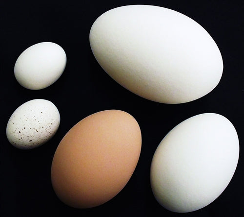 12 pack of ceramic dummy chicken size eggs, 6 brown & 6 white