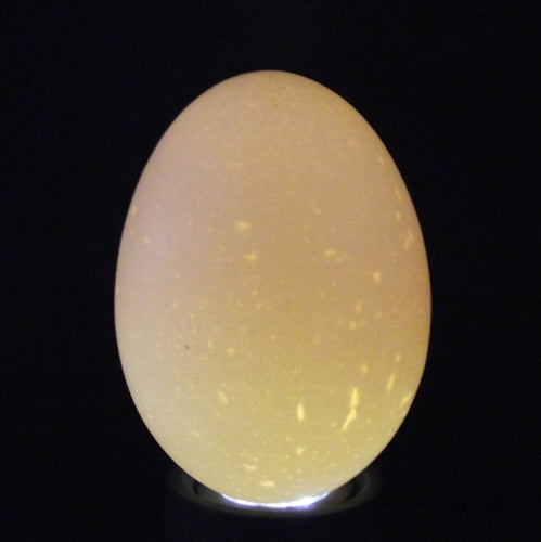Cordless handheld ultra bright LED egg candler