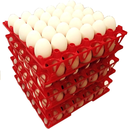 6 Pack of Rite Farm Products 30 Chicken Egg Poly Trays